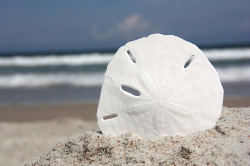 Dólares de arena Dólares de arena