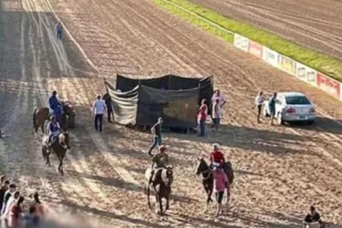 Carrera caballos Un caballo se quebró las patas delanteras y fue sacrificado en pleno Hipódromo de Rosario