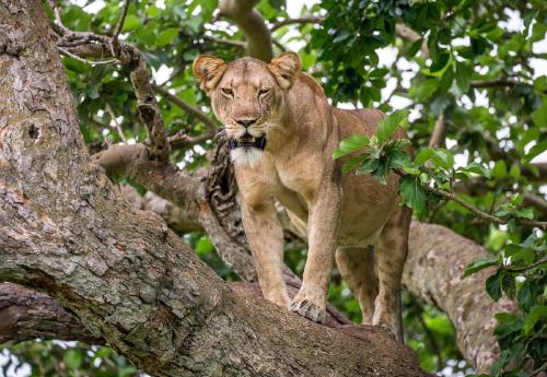 Vida silvestre leona Vida silvestre leona