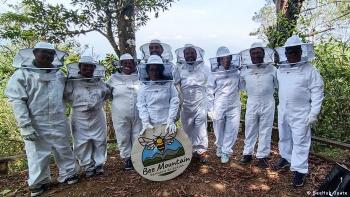 abejas