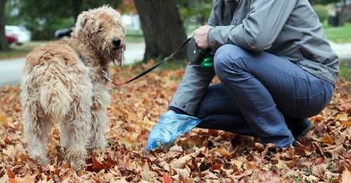 Multarán a quienes no levanten el excremento de sus perros en la calle