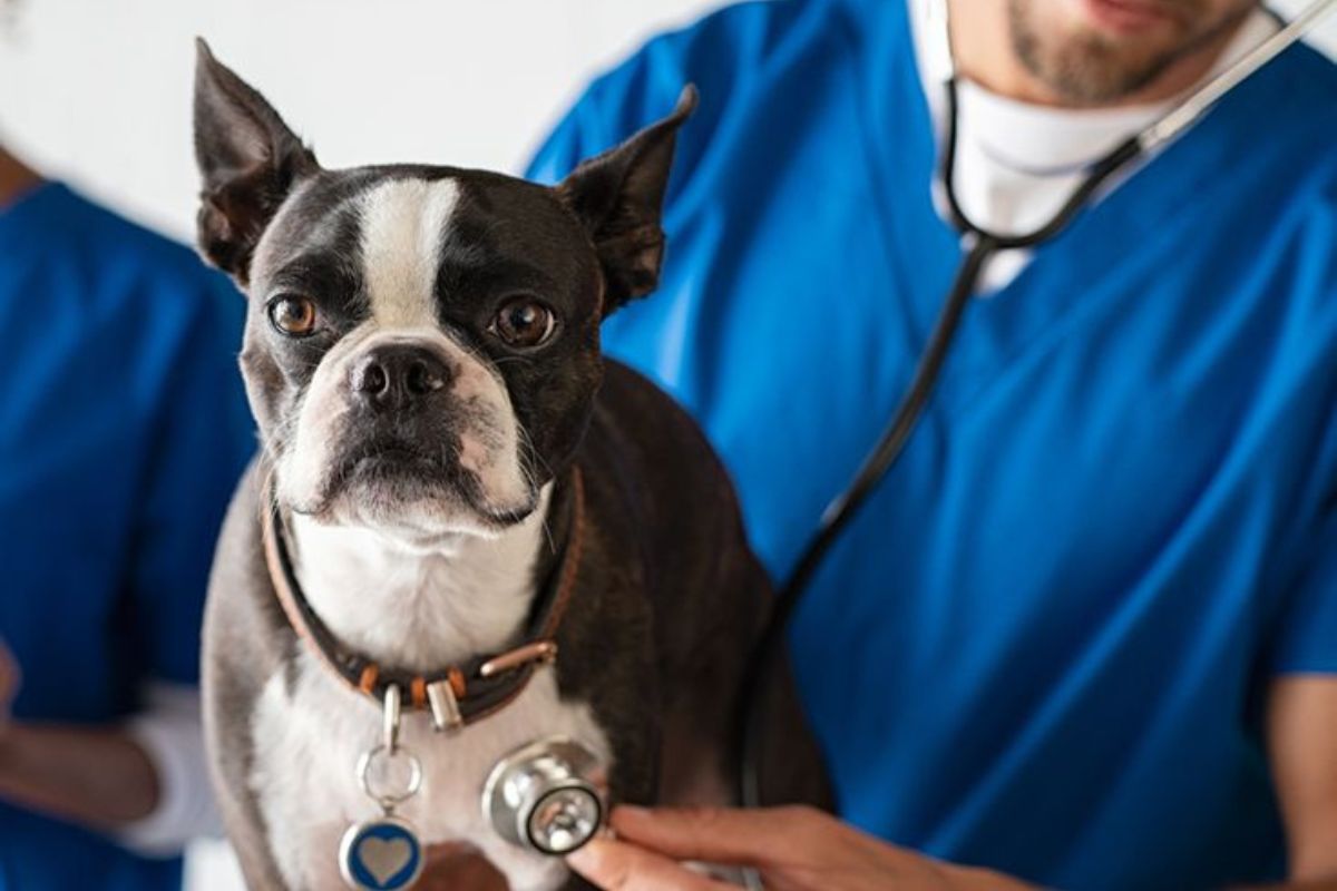 veterinario Ser veterinario implica tomar decisiones complejas, enfrentar urgencias, consolar a tutores en momentos difíciles y mantener la entereza profesional. (Pinterest)