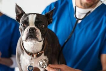 veterinario Ser veterinario implica tomar decisiones complejas, enfrentar urgencias, consolar a tutores en momentos difíciles y mantener la entereza profesional. (Pinterest)