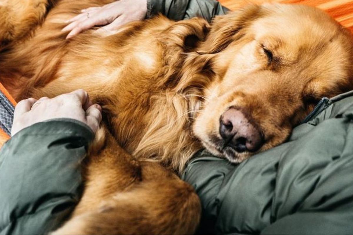 Tu perro te está mandando un mensaje cuando duerme sobre tu ropa: cuál es (Imagen: Pinterest)