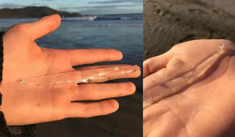 pez transparente2 pez transparente2