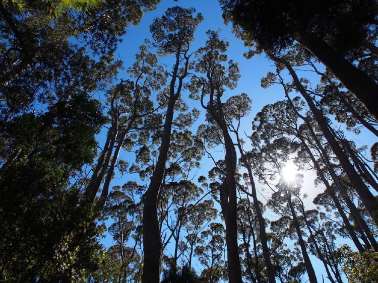 eucaliptos vapor de eucalipto