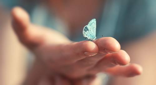 Tan hermosa y sin embargo tan vulnerable, ¿qué pasa con las mariposas?