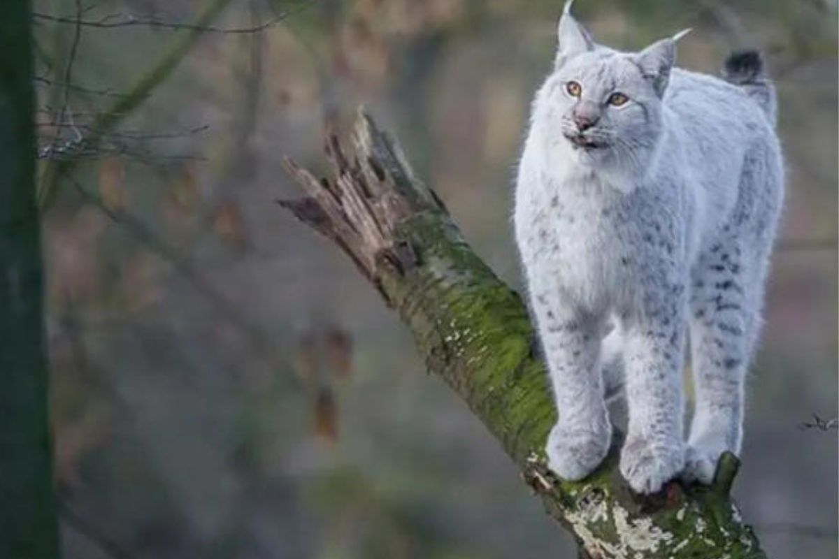 lince La pigmentación de esta especie de lince lo hace único en el mundo (Fuente: Redes Sociales de Ángel Hidalgo) (msn.com)