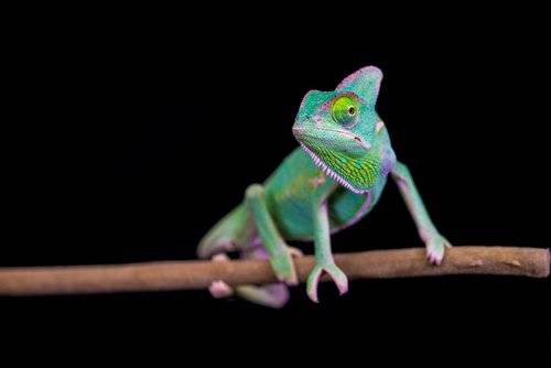 camaleón shutterstock_638051470 camaleón shutterstock_638051470