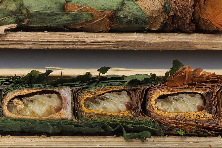 Felix Fornoff British Ecological Society Felix Fornoff / British Ecological Society