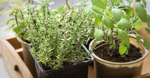 hierbas de jardin comestibles hierbas de jardin comestibles