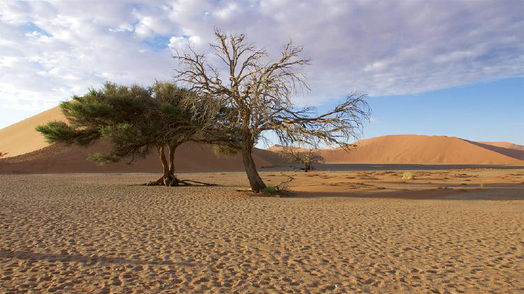 SA. Kgalagadi 2