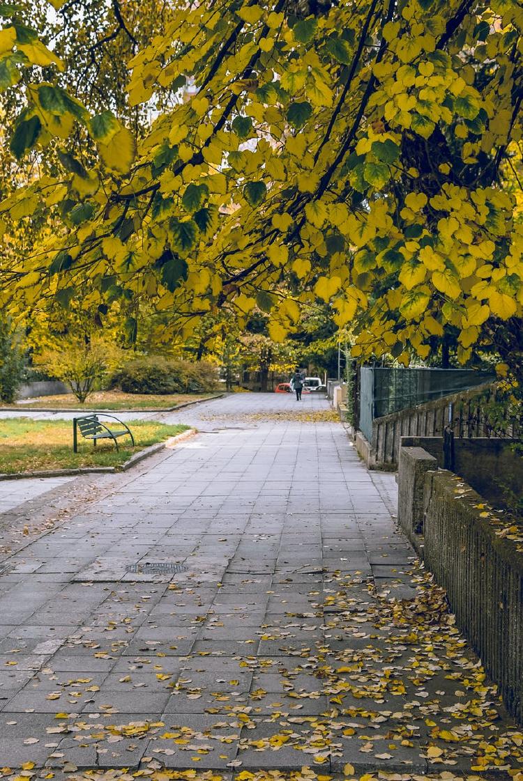 pexels-photo-1645840 Parque otoño hojas