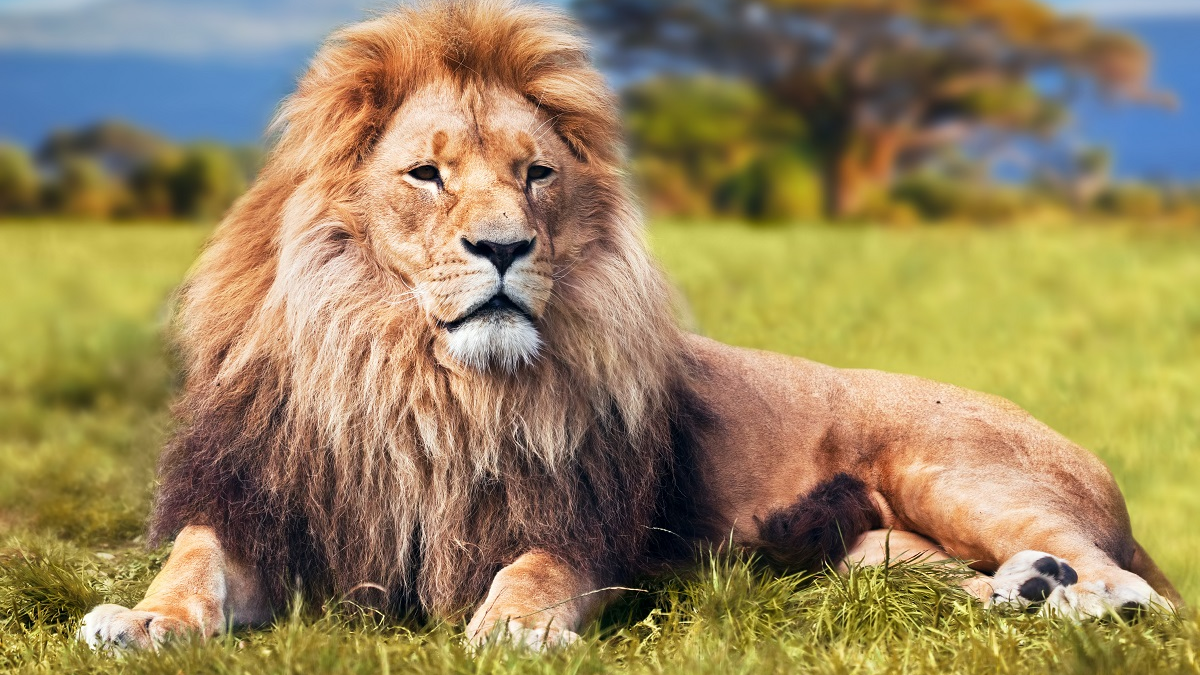 Significado espiritual de soñar con leones Significado espiritual de soñar con leones