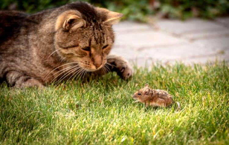 gato cazador Experto Animal 