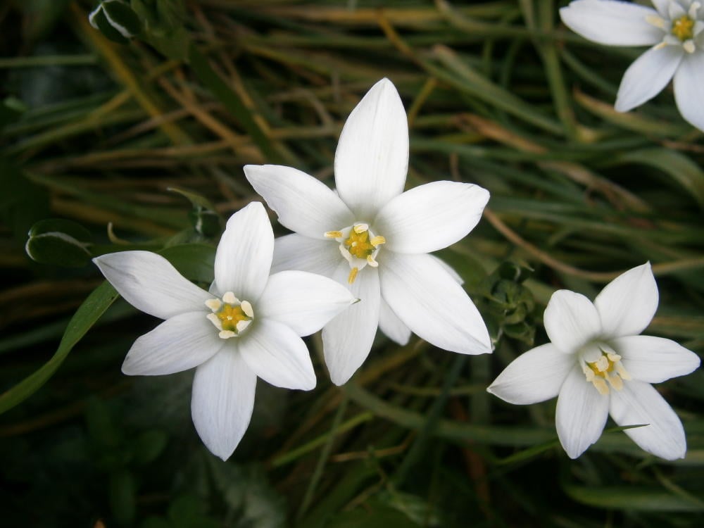 Estrella de Belén ¿existió realmente? Bioguia Estrella de Belén ¿existió realmente? Bioguia