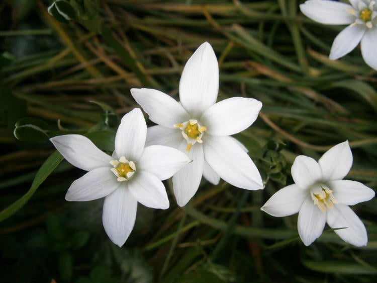 Ornithogalum_umbellatum_flowers estrella de belén