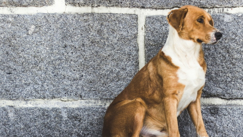 catarina carvalho 1K7Qf8OBXjU unsplash catarina carvalho 1K7Qf8OBXjU unsplash