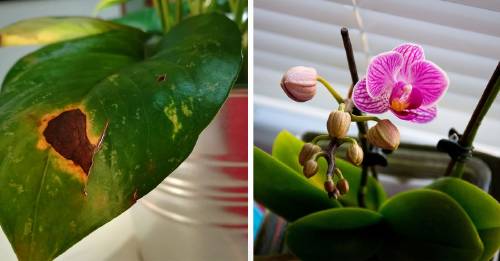 7 errores que estás cometiendo en el cuidado de tus plantas sin saberlo