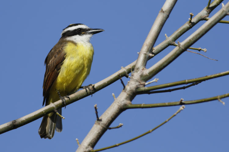 benteveo benteveo sobre una rama de un árbol