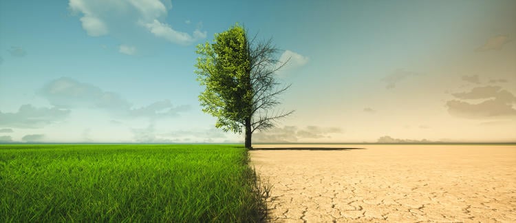 cambio climático ciudades oasis