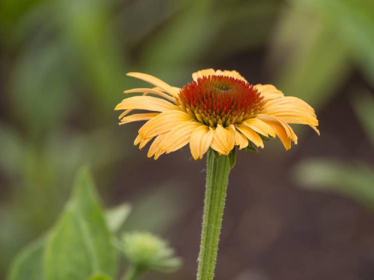 Flor de equinacea