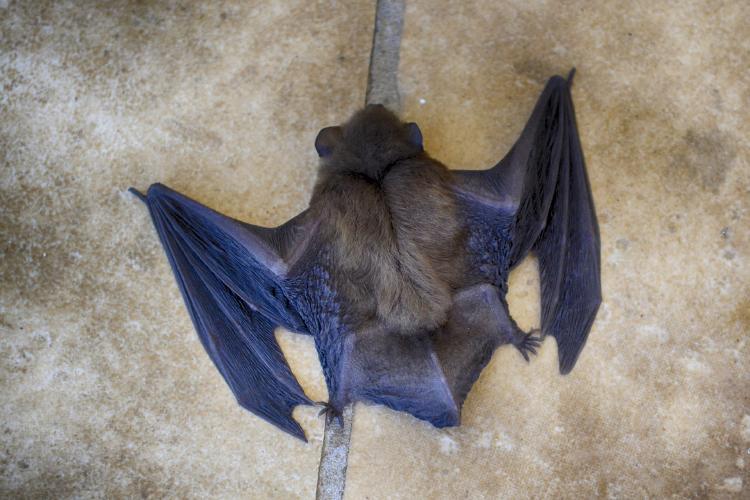 murcielagos Científicos hallaron en murciélagos del Reino Unido un virus relacionado con el COVID-19