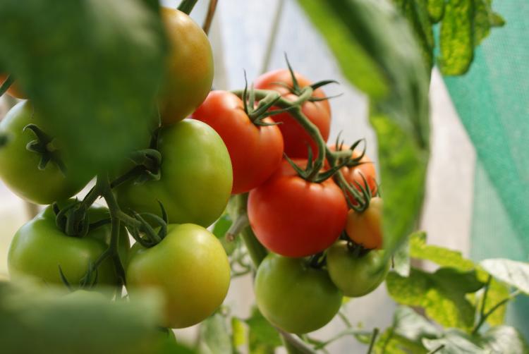 planta de tomates en maceta