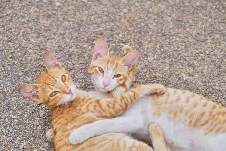 gatos jugando