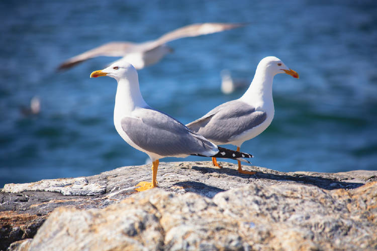 gaviotas playa costa