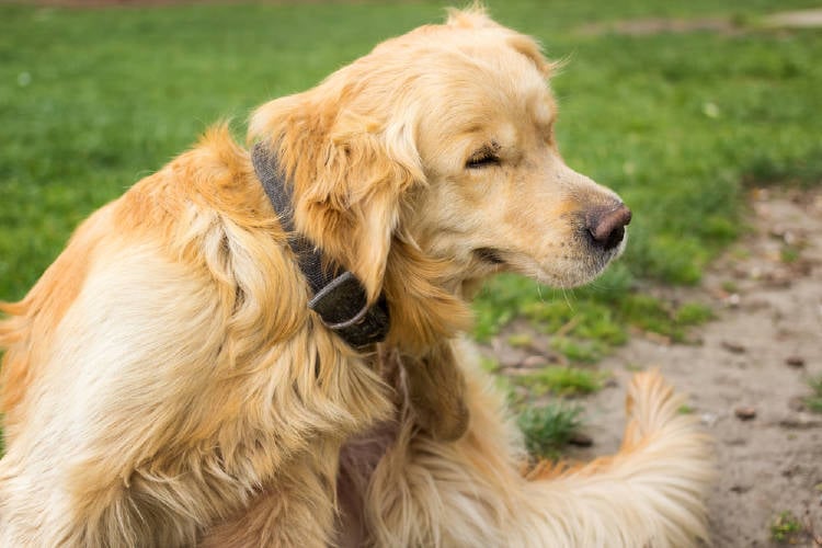 shutterstock_272201909 shutterstock_272201909.jpg