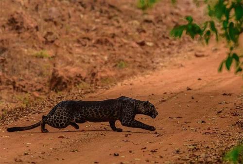 ¡Increíble! Fotografían a un curioso ejemplar de leopardo negro en India