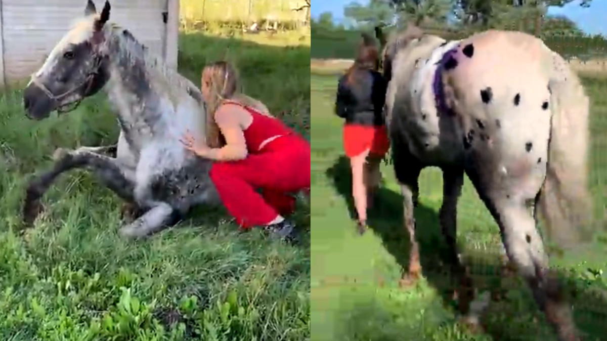 ayudar caballo2 ayudar caballo2