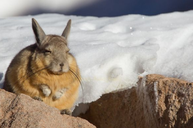 vizcacha Todo lo que se conoce sobre las vizcachas “puede dar pistas para entender mejor patologías como el ovario poliquístico y la menopausia precoz. (Foto: Pinterest)