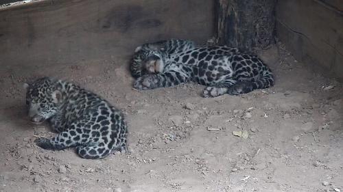 Nacieron dos yaguaretés en el PN El Impenetrable 1 Nacieron dos yaguaretés en el PN El Impenetrable 1