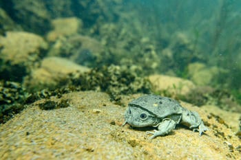 Telmatobius culeus en lago Crédito: Fabian Mühlberger Telmatobius culeus en lago Crédito: Fabian Mühlberger