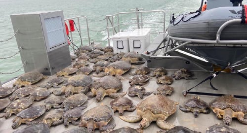 Voluntarios rescataron a miles de tortugas congeladas por el frío en Texas