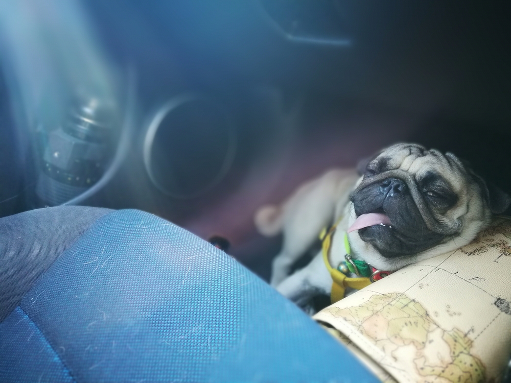 perro auto caliente perro auto caliente