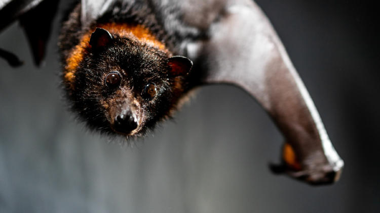 murciélago fruta mariana AdobeStock_541381702 murciélago fruta mariana AdobeStock_541381702