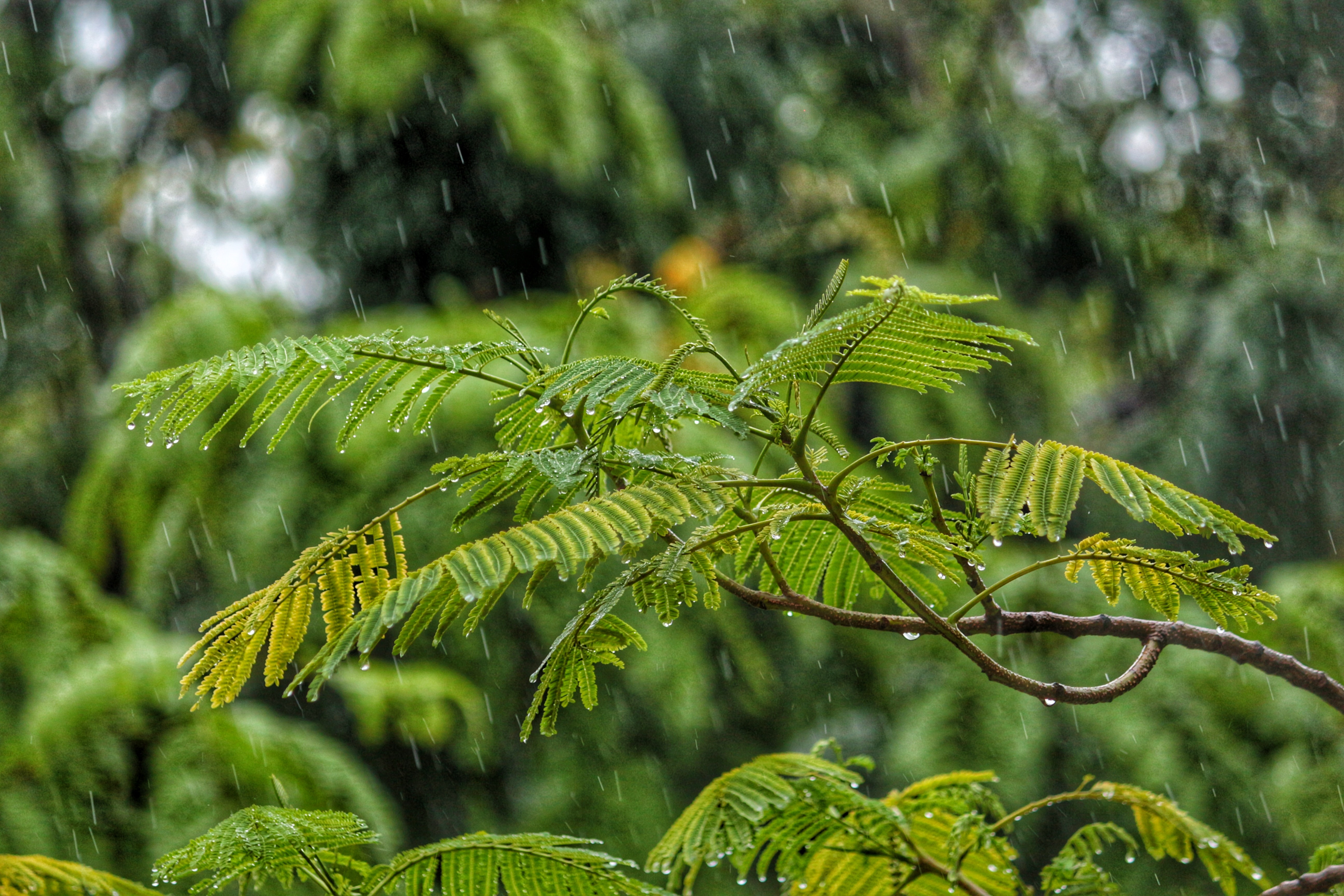 La lluvia ácida impacta en la fauna y flora a través de la cadena alimentaria.