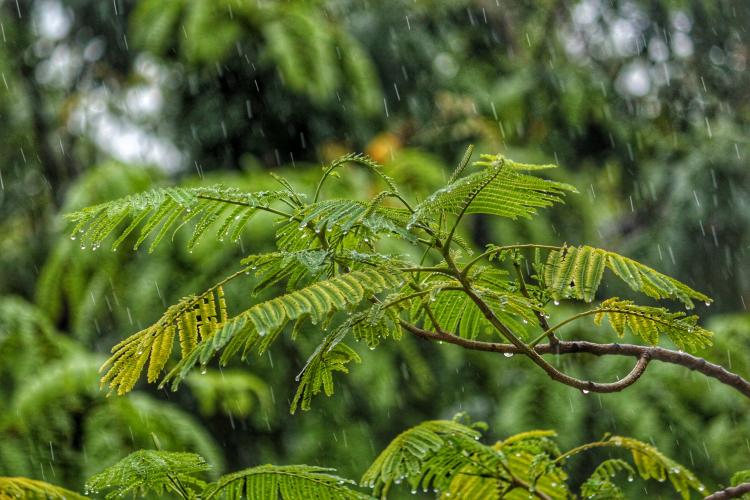 La lluvia ácida impacta en la fauna y flora a través de la cadena alimentaria. La lluvia ácida impacta en la fauna y flora a través de la cadena alimentaria.