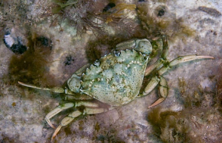 CANGREJO VERDE CANGREJO VERDE