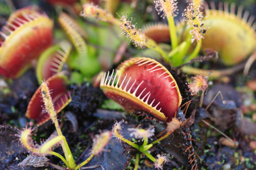 Descubre las 10 plantas que cuentan con habilidades impresionantes