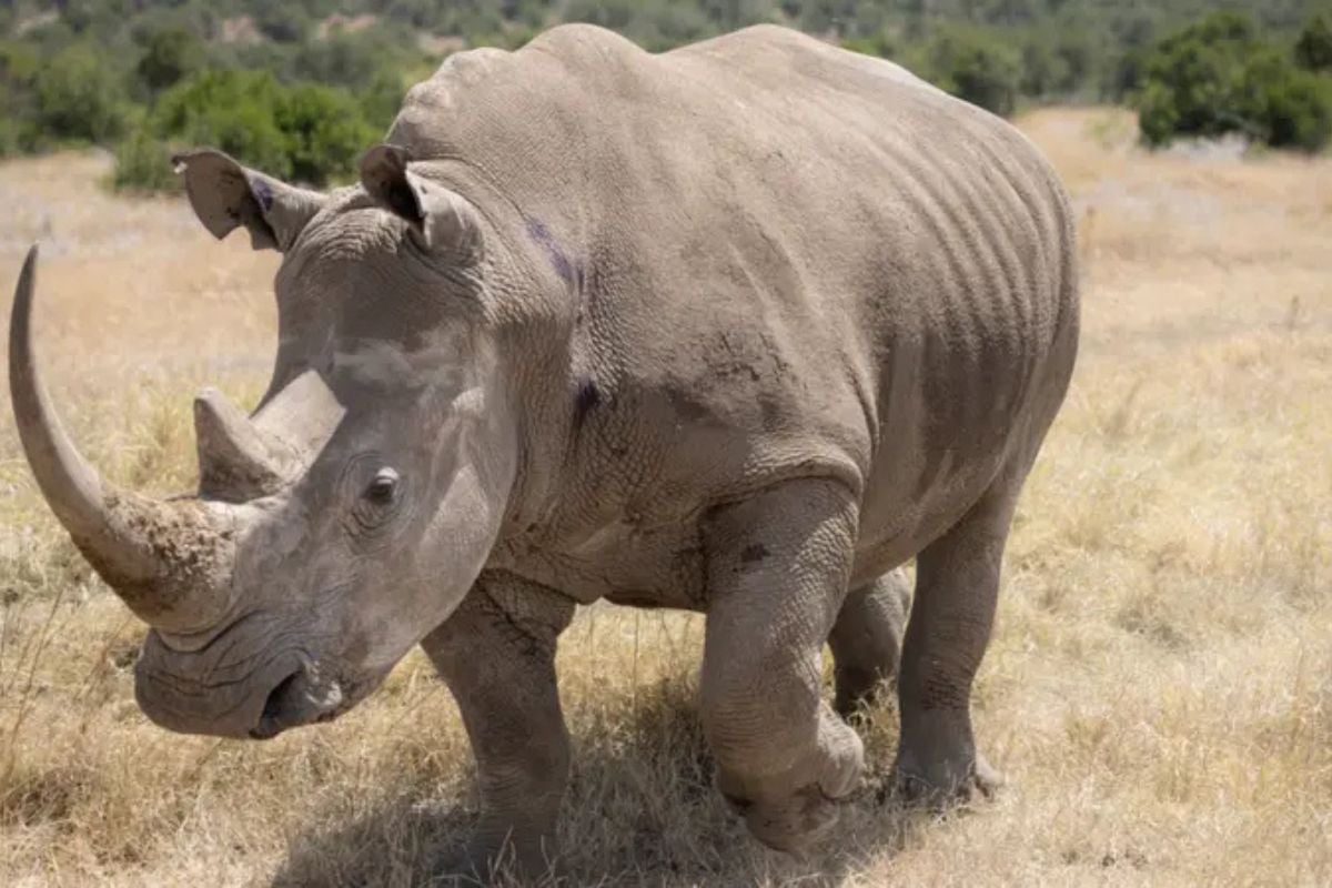 La madre sustituta de la especie blanca del sur murió a causa de una infección causada por bacterias que se encuentran en el suelo.