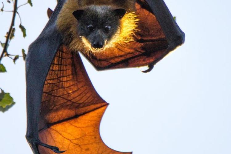 murcielago En periodos de mayor circulación (invierno, espacios cerrados, grandes reuniones) usar barbijo en interiores, ventilar espacios, evitar contacto cercano si tenés síntomas. (Imagen: Pinterest)