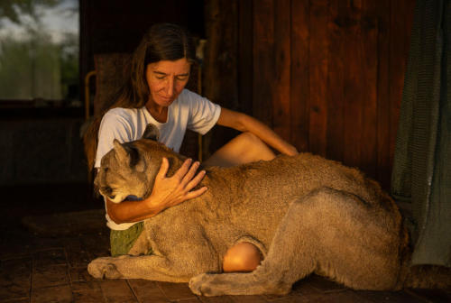 puma ciegoi puma ciegoi