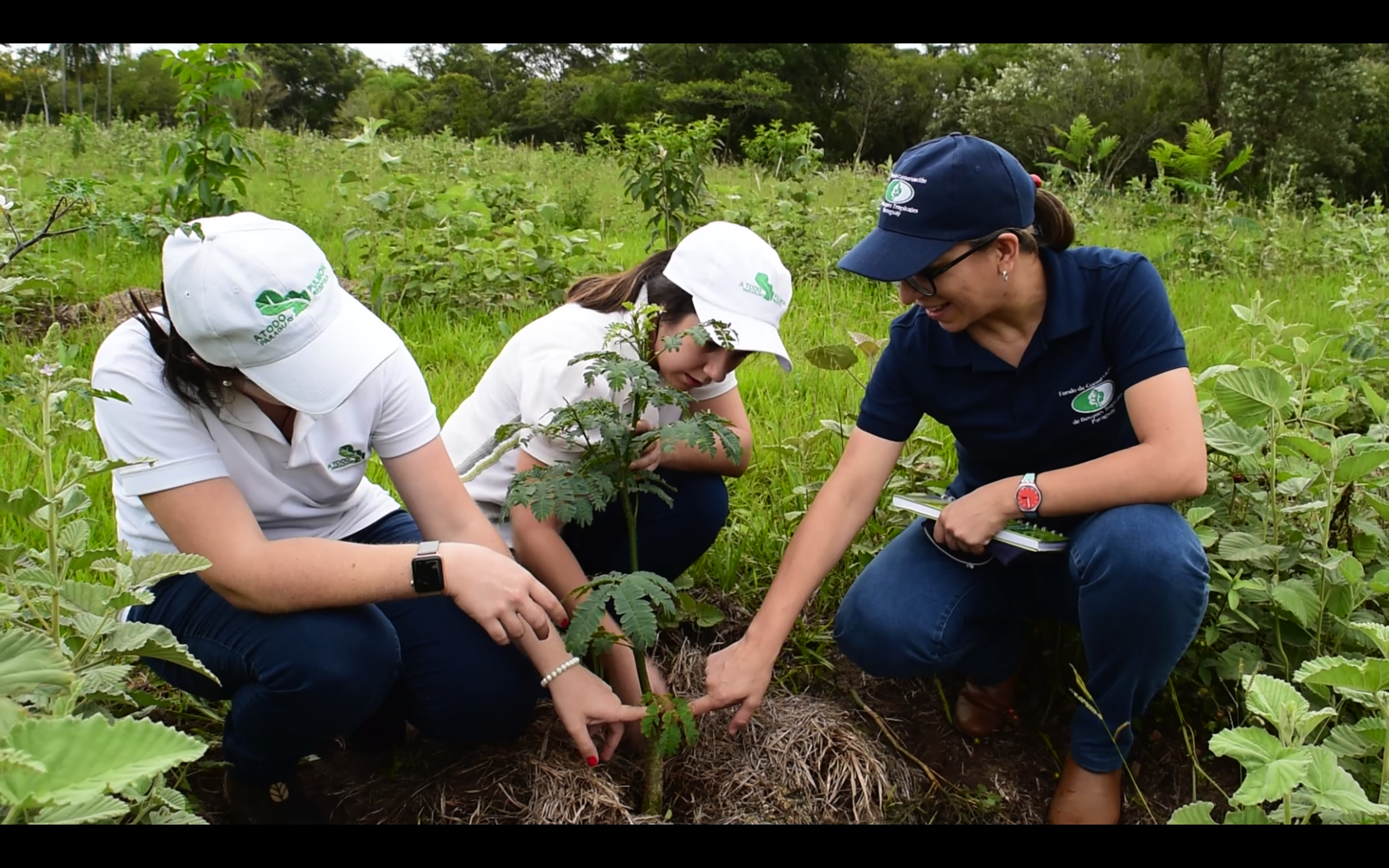 Monitoreo del donante Monitoreo del donante