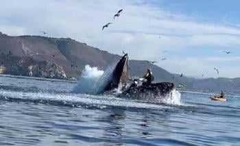 Mujeres tragadas por ballena jorobada en California