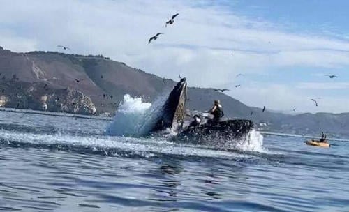 Mujeres tragadas por ballena jorobada en California Mujeres tragadas por ballena jorobada en California