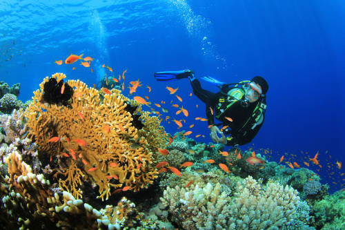 buceo, peces y arrecifes de coral